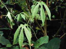 Image result for Ipomoea mauritiana