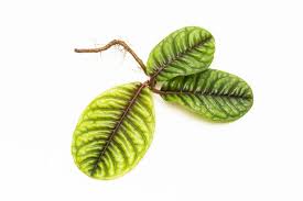 Image result for Ardisia staudtii