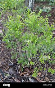 Image result for Crossopetalum