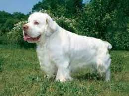 Check spelling or type a new query. Sell Puppies Online Puppies Near You For Sale Pawbe