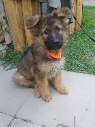 Der deutsche schäferhund ist eine ende des 19. Altdeutscher Schaeferhund Langhaar Altdeutscher Schaferhund Fellfarben