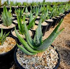 Image result for Aloe haroniensis