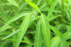 Image result for Microstegium fasciculatum