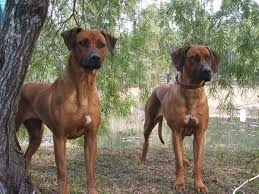 We have males and females available, with a variety of black mask and liver n. Cedarrose Rhodesian Ridgeback Breeder Wingham Nsw