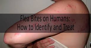 Cat fleas are quite small—in fact, they can grow only up to 1/8 of an inch. Flea Bite On Human Flea Bites Vs Mosquito Bites Vs Bed Bug Bites