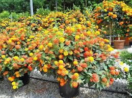 Image result for Lantana camara