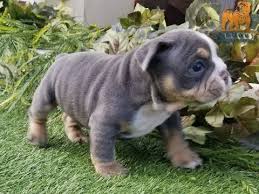 Only guaranteed quality, healthy if you want a dog that's big and solidly built, but so chilled out and loving then look no further. English Bulldog Puppy 5 Weeks Old Blue Tri 2 Boy Bulldog Youtube