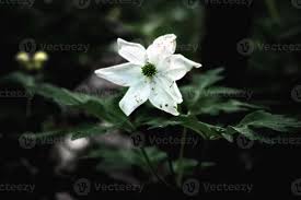 To assemble, simply sew the petals together starting at the base. White Six Petal Anemone Flower With Leaves In Dark Environment Dark Photography 2616638 Stock Photo At Vecteezy
