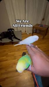 My name is Donnell Wise of Roxboro NC. I got Pluto in July 2023. I got him  after I found out Joshua Walker, of Roxboro NC assaulted a 12 year old child