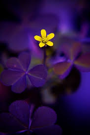 Pin By Wanda Marin On See For Yourself Beautiful Flowers Love Flowers Flowers