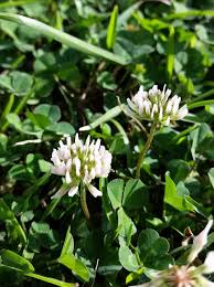 Image result for Argyrolobium tuberosum