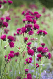 Icon of the game codycross © fanatee, inc. Cirsium Rivulare Atropurpureum Worfield Plants