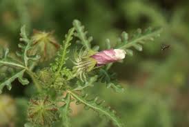 Image result for Hibiscus tridactylites