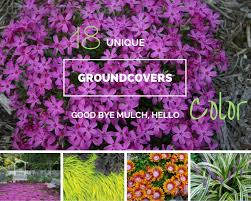 Jun 29, 2021 · fortunately, there is no shortage of such perennial ground cover plants, plus short shrubs such as blue rug juniper and blue star juniper. 18 Beautiful Unique Groundcover Plants For The Landscape