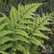 Image result for Athyrium schimperi