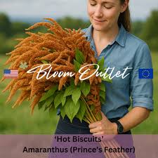 Image result for Hyperacanthus microphyllus