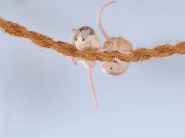 Based on this, we have made improvements. How To Make Toys For Pet Rats