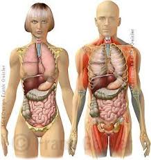 Pads of fat and the surrounding bones of the skull protect them. Anatomy Human Internal Organs Woman And Man Body View From The Front Anatomy Body Front Human In Inside Human Body Human Body Anatomy Human Body Organs