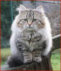 sibirischer kater gargoyle katzen sibirische waldkatze hubsche katzen