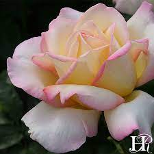 Peace Hybrid Tea Roses Peace Rose Rose Flower Colors