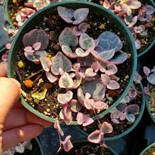 Image result for Ceropegia elongata
