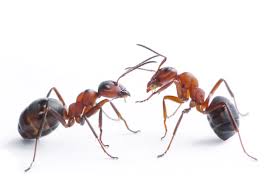 Start getting rid of these pesky critters today! Albuquerque Pest Control Experts Bug Off Rio Rancho