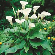 Image result for Zantedeschia