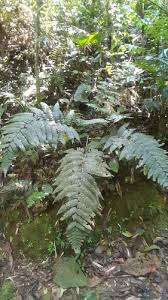 Image result for Megalastrum lanuginosum