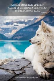 Dogs Are Small Rays Of Light Caught On Earth For A Short Time To Brighten Our Days Dog Quotes Dog Adventure Expensive Dogs Working Dogs Breeds