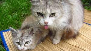 She might search the house looking for them or meow expecting a response. Mother Cat Meow And Hisses At Me Youtube