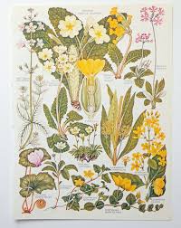 Spring Flowers Primrose Primula Cyclamen Botanical Etsy Flower Illustration Botanical Illustration Floral Illustrations