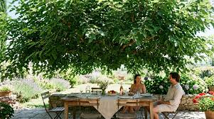 Photo J'ai planté un mûrier-platane en octobre juste pour avoir un peu d ...