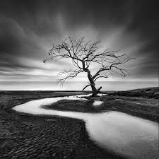Black White Photography By George Digalakis Art Photography Tree Photography Photography Ideas Nature