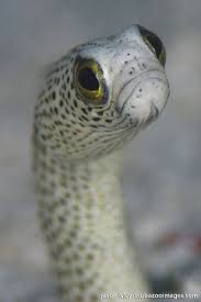 Garden Eel 105 1 5x 2x Deep Sea Creatures Ocean Creatures Ocean Animals