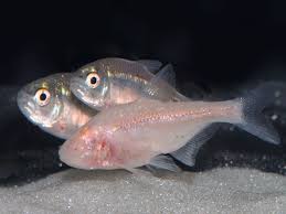 Image result for Tetracera boiviniana