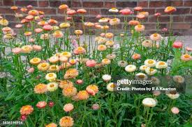 Image result for Helichrysopsis