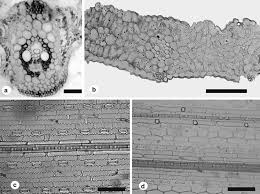 Image result for Panicum heterostachyum