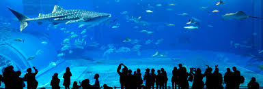 The monterey bay aquarium is located on the waterfront at historic cannery row, an area. Monterey Bay Aquarium Ticket Book Online At Civitatis Com