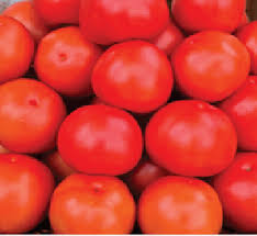 Typically it is uniform bright red or orange color; Saaho To 3251 Variety Tomato Syngenta