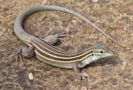 Desert Grassland Whiptails – Over The Edge and Beyond: Journal of ...