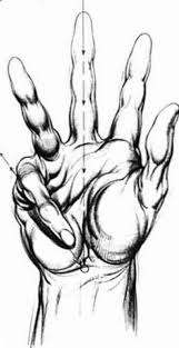 Proportions And Measurements - Drawing Hands - Joshua Nava Arts