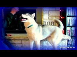 What sounds make a dog howl? Teach Your Dog To Speak And Sing On Command Howl Talk Training Husky Puppy Speak Youtube