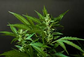 The great collection of weed wallpapers for desktop, laptop and mobiles. 394 Marijuana Weed Wallpaper Photos Free Royalty Free Stock Photos From Dreamstime