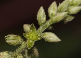 Image result for Cyathula