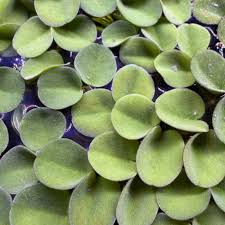 Image result for Salvinia hastata