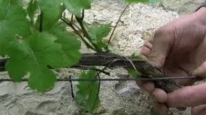 Une excellente qualité souvent supérieure aux cépages la vigne craint l'excès d'humidité en été, elle préfère une certaine sécheresse. Comment Faire Pousser De La Vigne