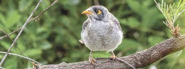 Noisy Miner Backyard Buddies