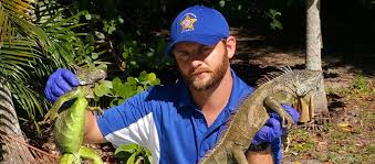 Best pest control ft lauderdale. Iguana Removal Nuisance Wildlife Rangers
