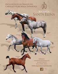2016 The Iberian Horse