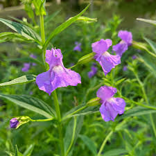 Image result for Mimulus gracilis